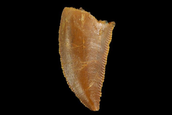 Serrated, Raptor Tooth - Real Dinosaur Tooth #130331
